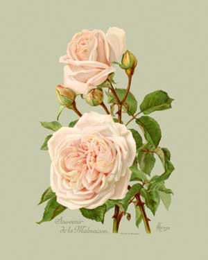 Les belles souvenirs