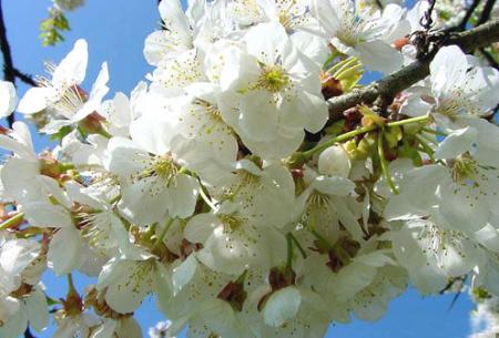 L'amour proprement dit